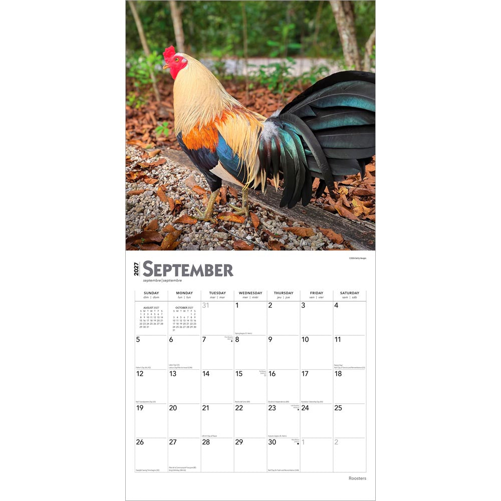 Roosters | 2027 12 x 24 Inch (Hanging) Monthly Square Wall Calendar