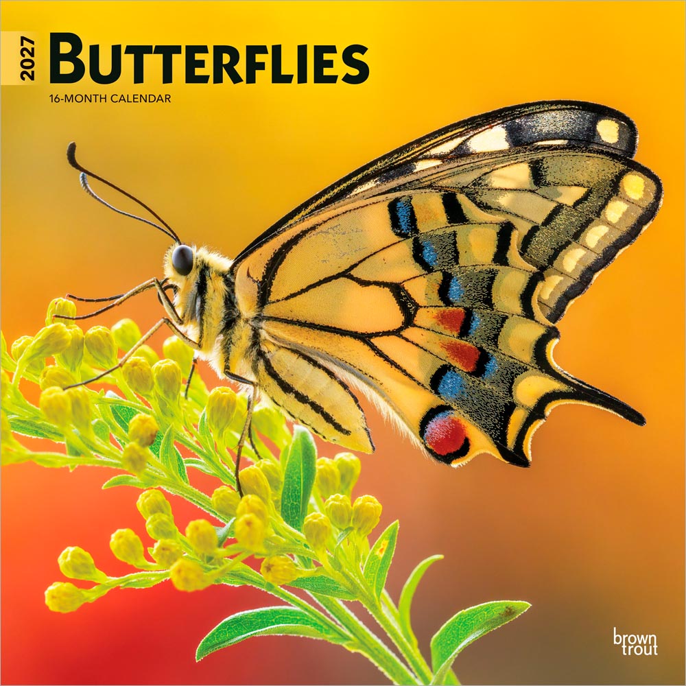 Butterflies | 2027 12 x 24 Inch (Hanging) Monthly Square Wall Calendar