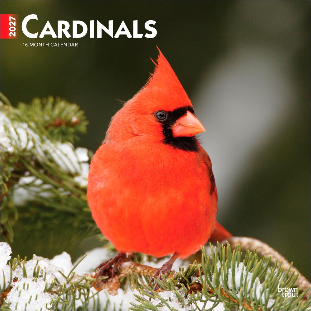 Cardinals | 2027 12 x 24 Inch (Hanging) Monthly Square Wall Calendar