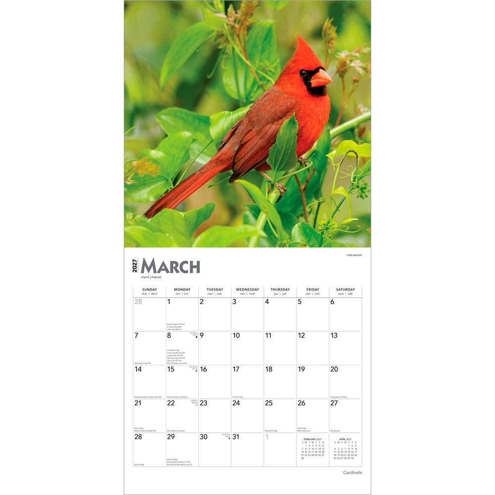 Cardinals | 2027 12 x 24 Inch (Hanging) Monthly Square Wall Calendar