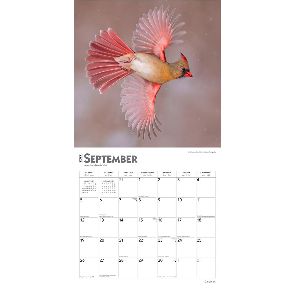 Cardinals | 2027 12 x 24 Inch (Hanging) Monthly Square Wall Calendar