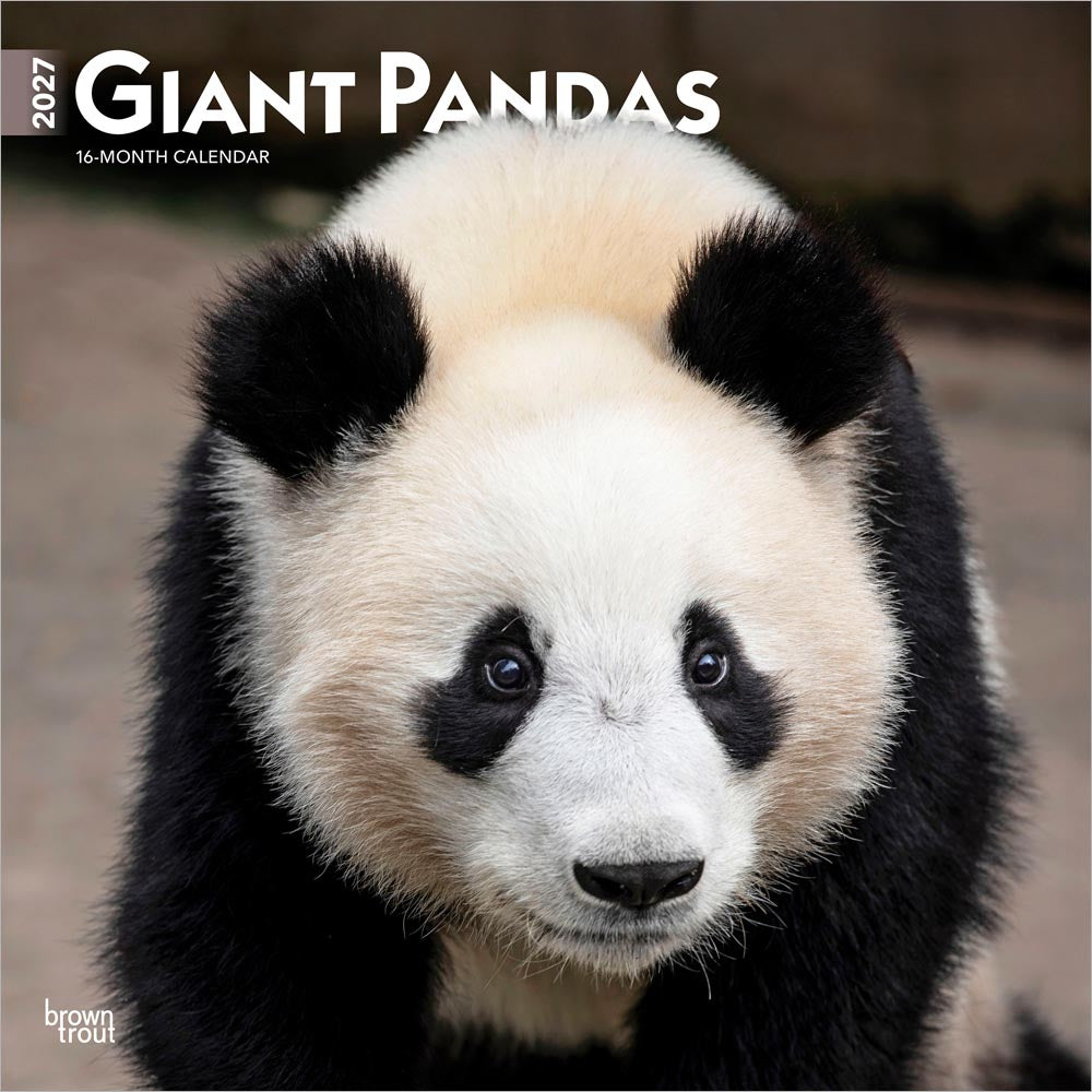 Giant Pandas | 2027 12 x 24 Inch (Hanging) Monthly Square Wall Calendar