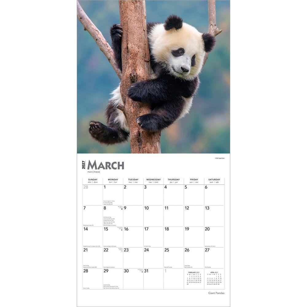 Giant Pandas | 2027 12 x 24 Inch (Hanging) Monthly Square Wall Calendar