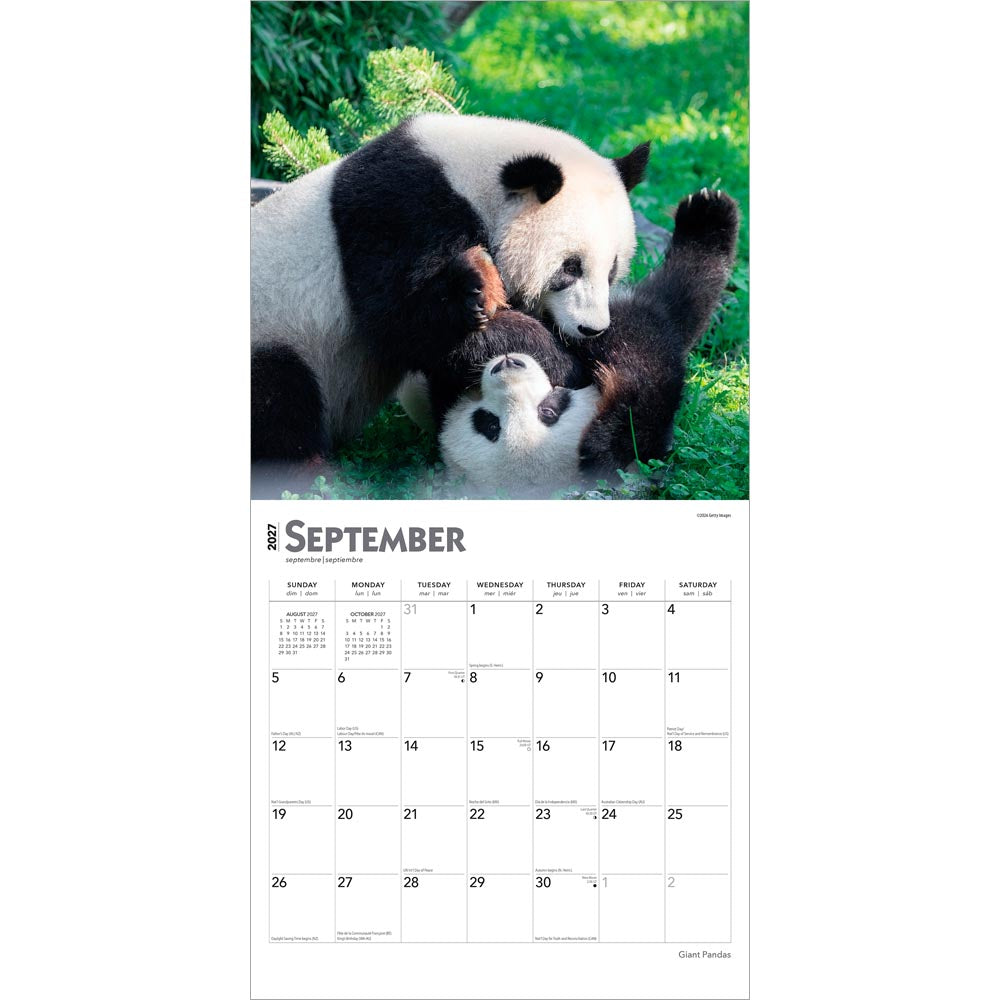 Giant Pandas | 2027 12 x 24 Inch (Hanging) Monthly Square Wall Calendar