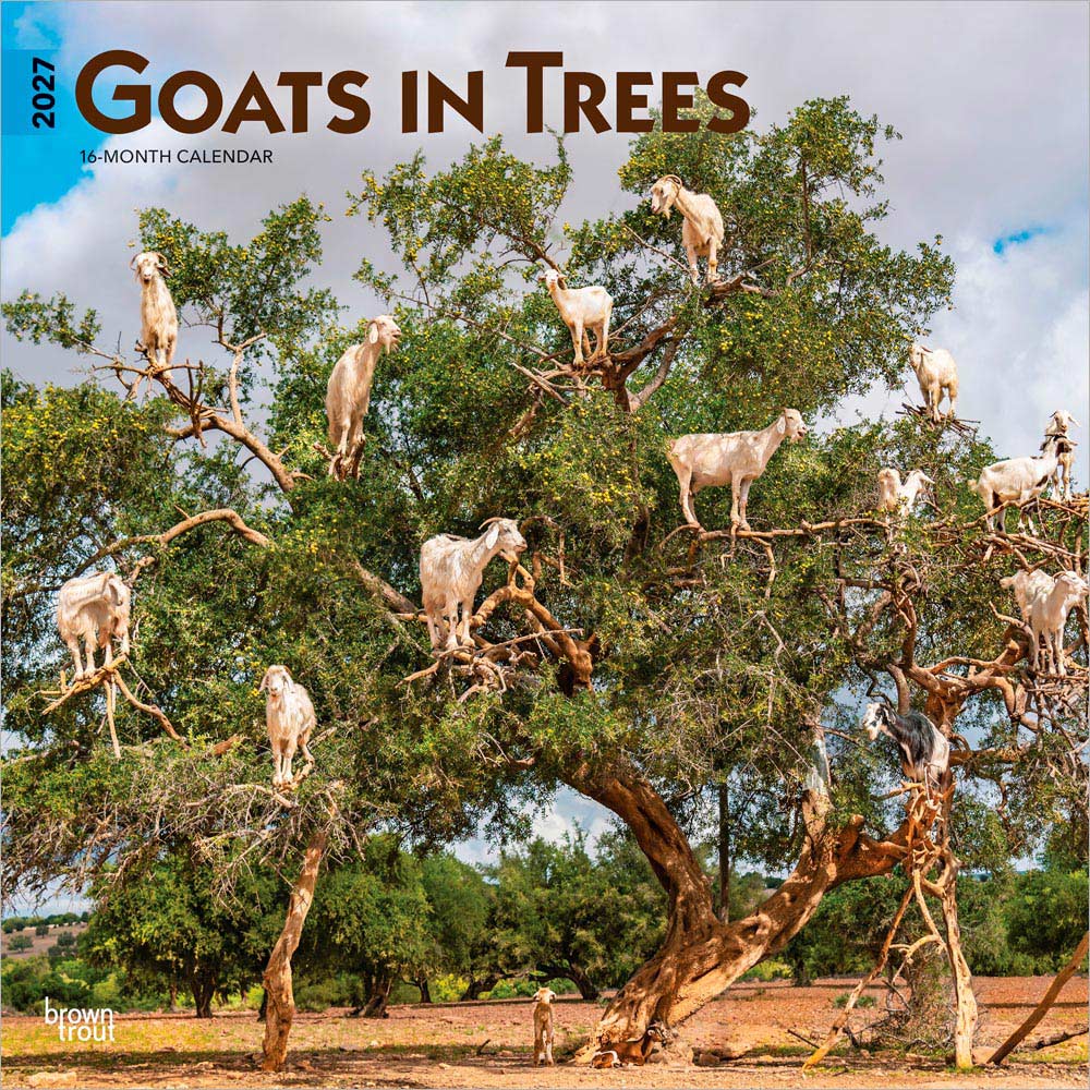 Goats in Trees | 2027 12 x 24 Inch (Hanging) Monthly Square Wall Calendar