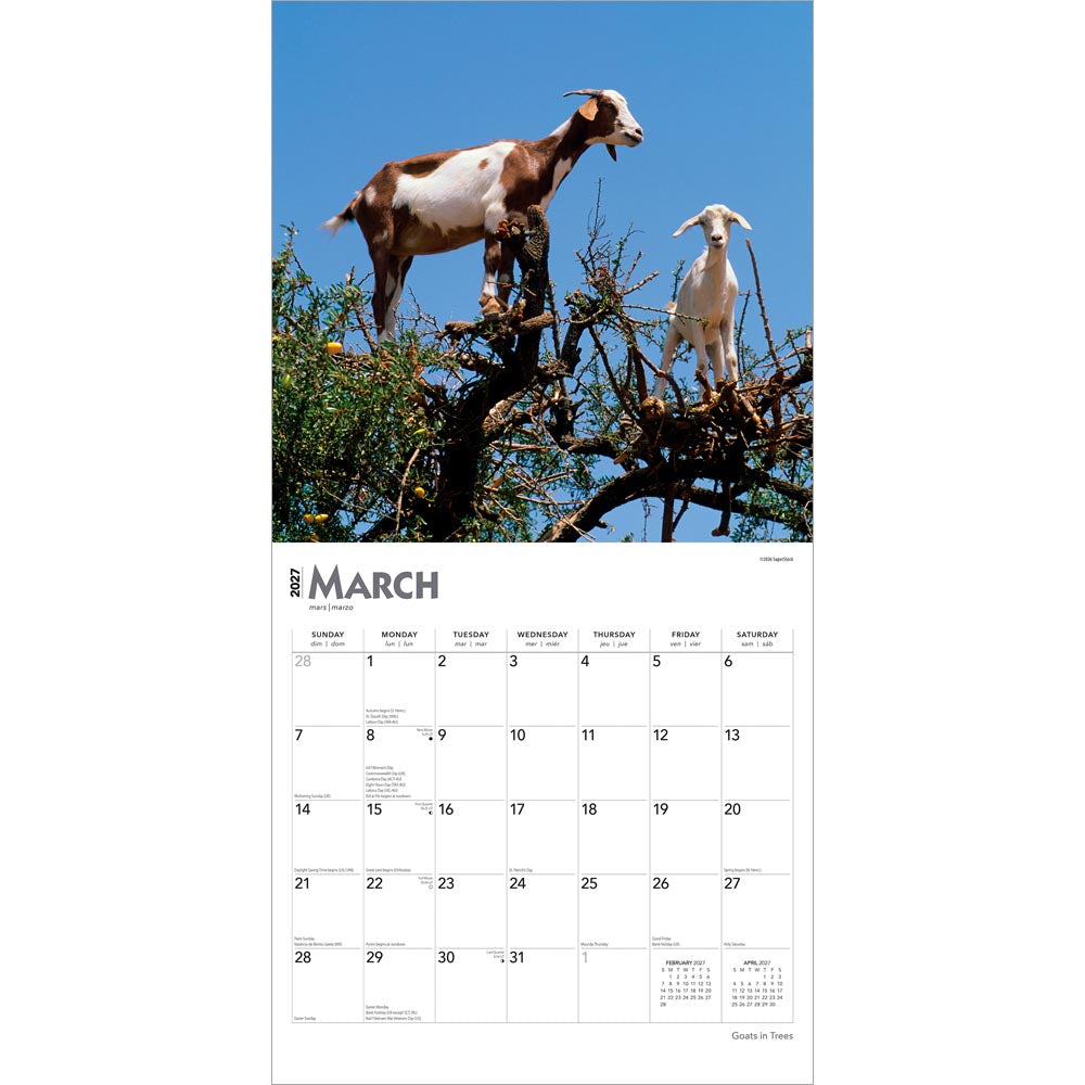 Goats in Trees | 2027 12 x 24 Inch (Hanging) Monthly Square Wall Calendar