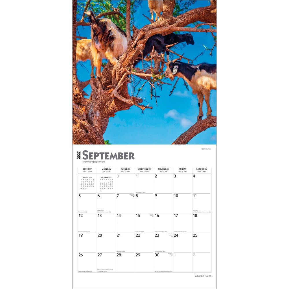 Goats in Trees | 2027 12 x 24 Inch (Hanging) Monthly Square Wall Calendar