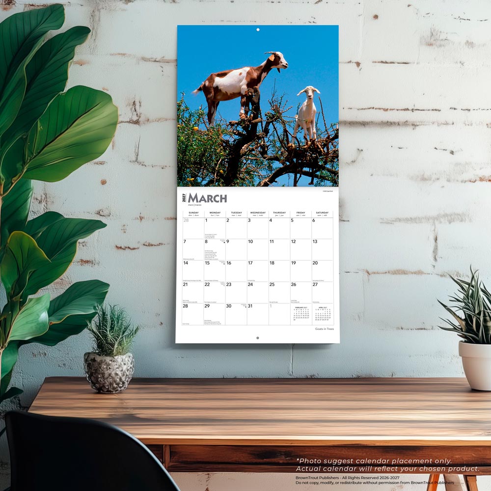 Goats in Trees | 2027 12 x 24 Inch (Hanging) Monthly Square Wall Calendar