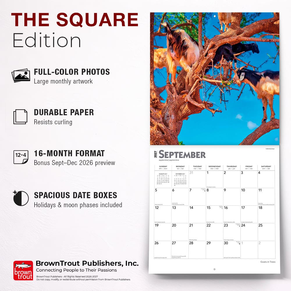 Goats in Trees | 2027 12 x 24 Inch (Hanging) Monthly Square Wall Calendar