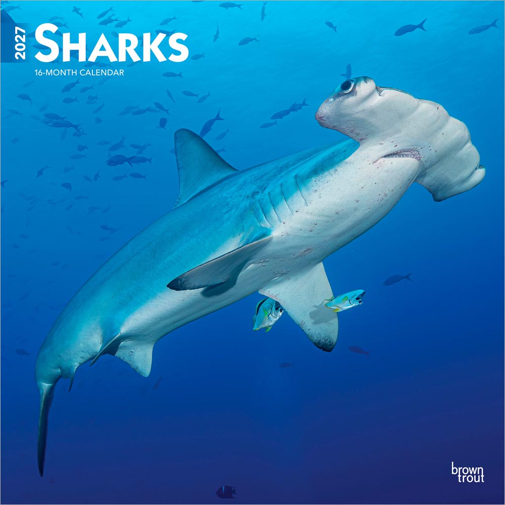 Sharks | 2027 12 x 24 Inch (Hanging) Monthly Square Wall Calendar