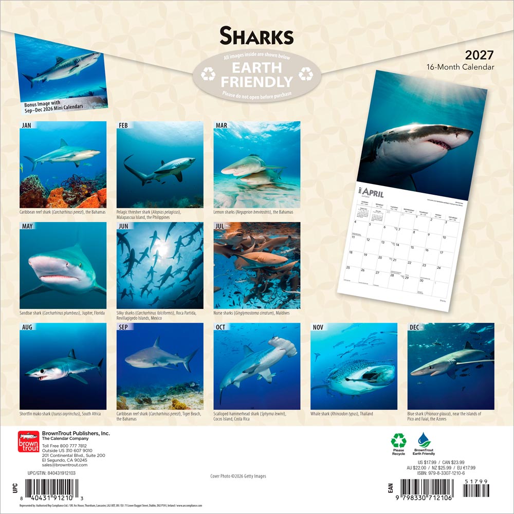 Sharks | 2027 12 x 24 Inch (Hanging) Monthly Square Wall Calendar