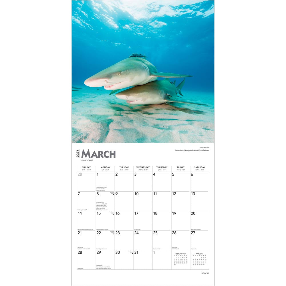 Sharks | 2027 12 x 24 Inch (Hanging) Monthly Square Wall Calendar