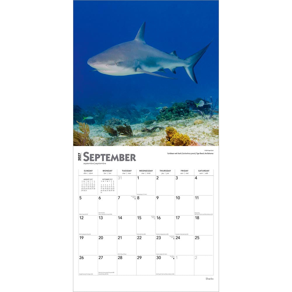 Sharks | 2027 12 x 24 Inch (Hanging) Monthly Square Wall Calendar