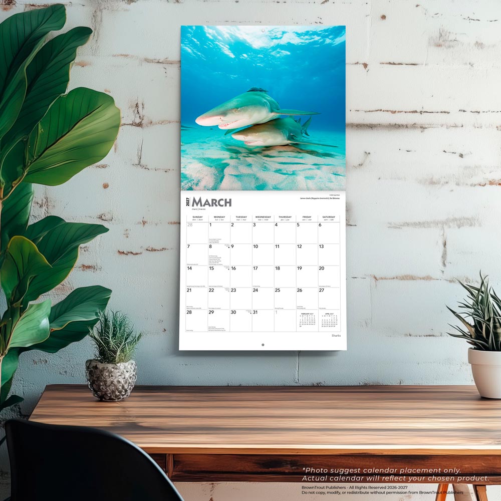 Sharks | 2027 12 x 24 Inch (Hanging) Monthly Square Wall Calendar