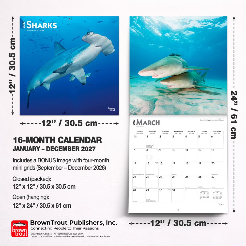 Sharks | 2027 12 x 24 Inch (Hanging) Monthly Square Wall Calendar