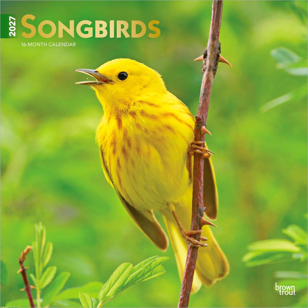 Songbirds | 2027 12 x 24 Inch (Hanging) Monthly Square Wall Calendar | Foil Stamped Cover