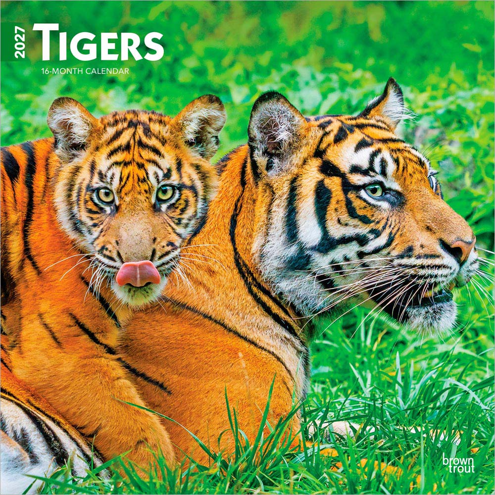 Tigers | 2027 12 x 24 Inch (Hanging) Monthly Square Wall Calendar