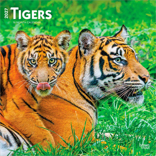Tigers | 2027 12 x 24 Inch (Hanging) Monthly Square Wall Calendar