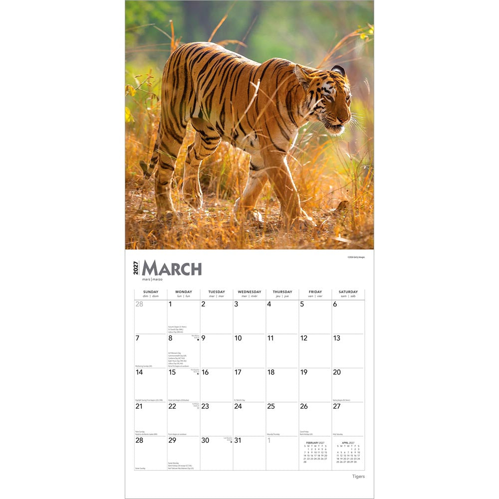 Tigers | 2027 12 x 24 Inch (Hanging) Monthly Square Wall Calendar