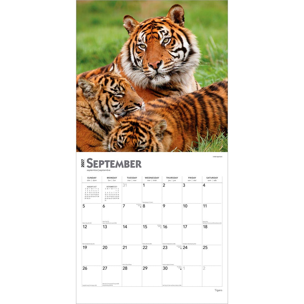 Tigers | 2027 12 x 24 Inch (Hanging) Monthly Square Wall Calendar
