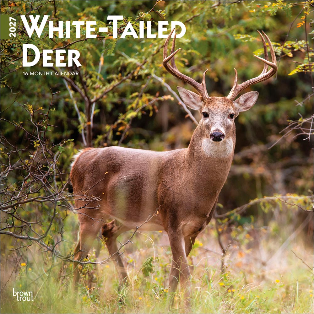 White Tailed Deer | 2027 12 x 24 Inch (Hanging) Monthly Square Wall Calendar