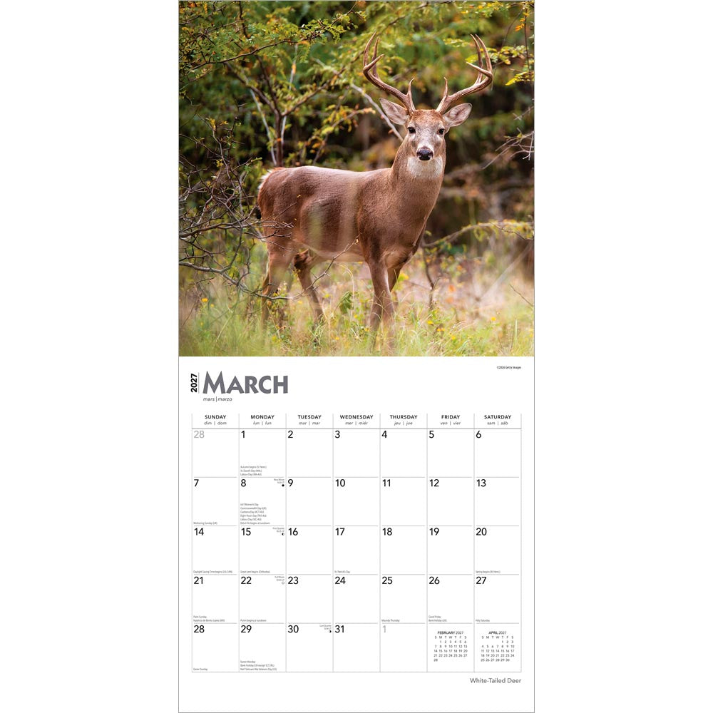 White Tailed Deer | 2027 12 x 24 Inch (Hanging) Monthly Square Wall Calendar