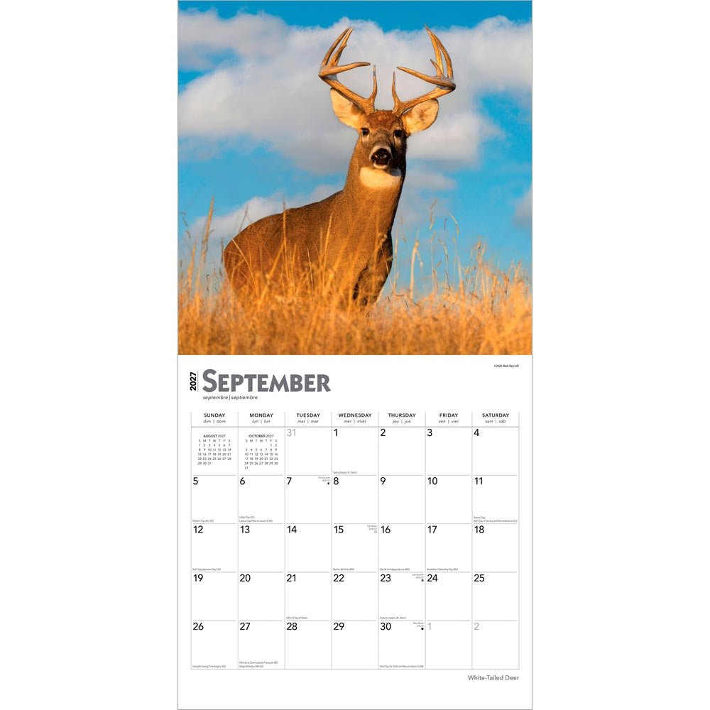 White Tailed Deer | 2027 12 x 24 Inch (Hanging) Monthly Square Wall Calendar