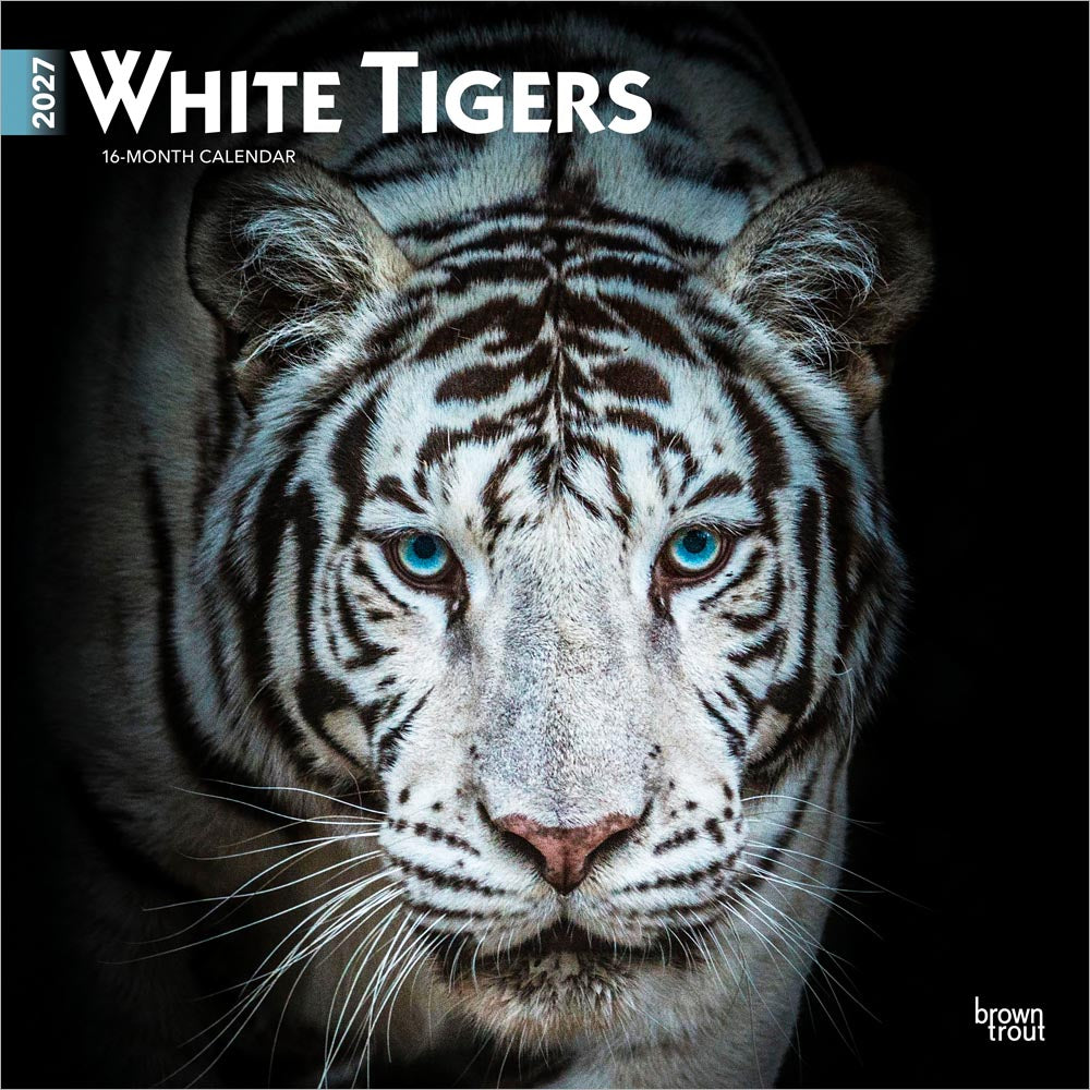 White Tigers | 2027 12 x 24 Inch (Hanging) Monthly Square Wall Calendar