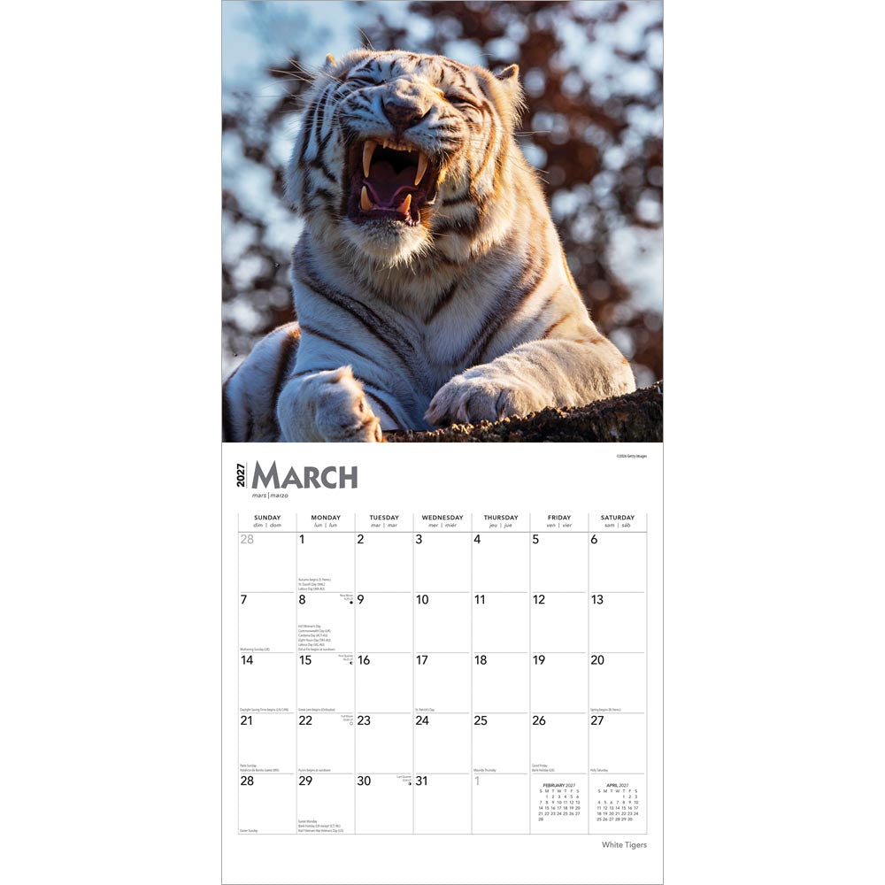 White Tigers | 2027 12 x 24 Inch (Hanging) Monthly Square Wall Calendar