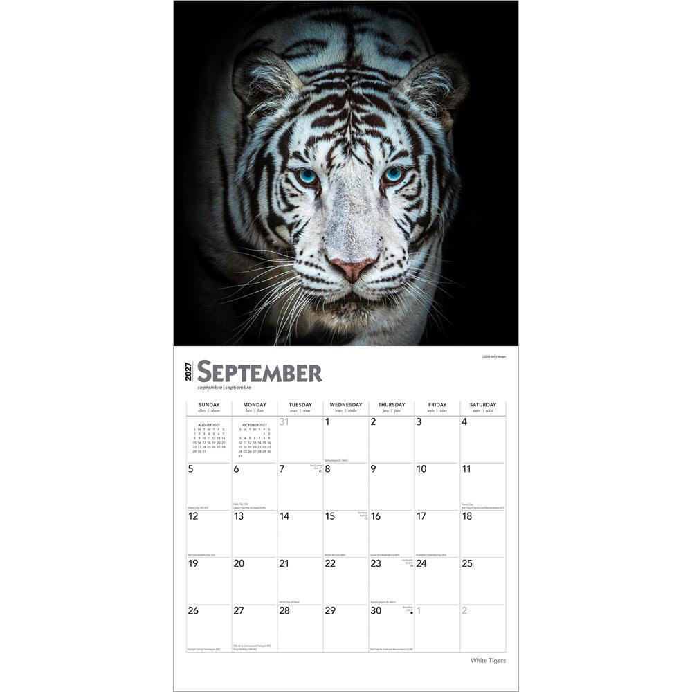 White Tigers | 2027 12 x 24 Inch (Hanging) Monthly Square Wall Calendar
