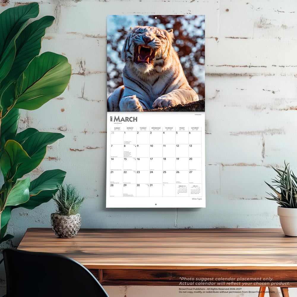 White Tigers | 2027 12 x 24 Inch (Hanging) Monthly Square Wall Calendar