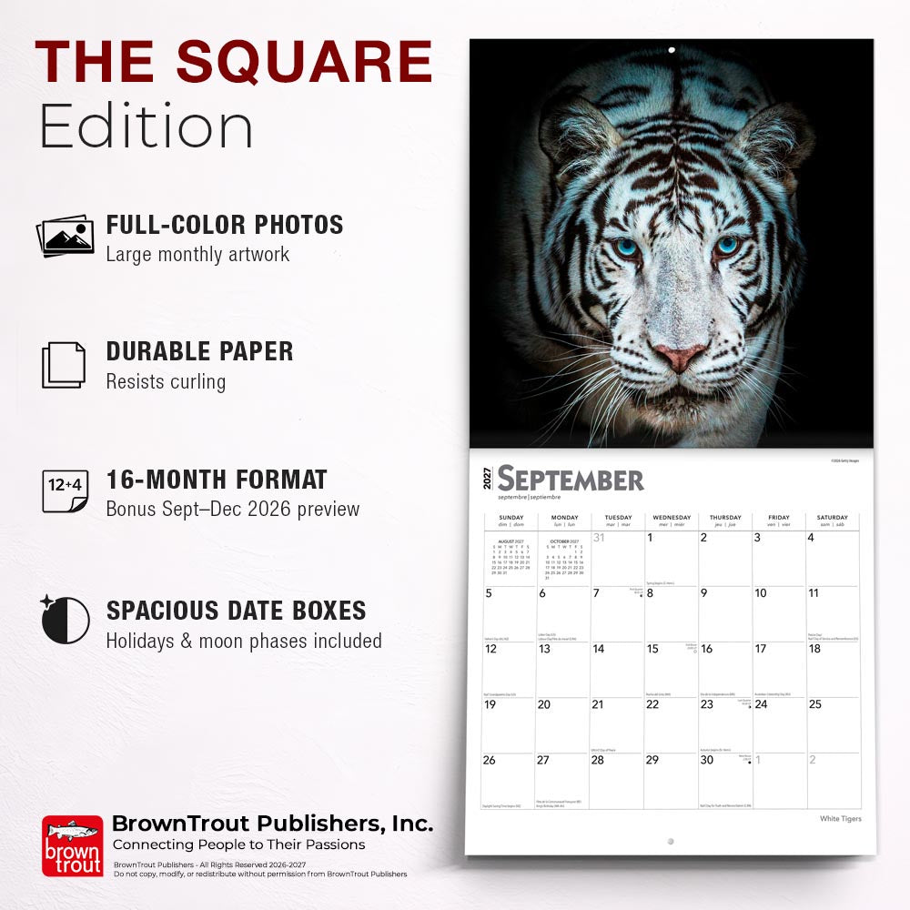 White Tigers | 2027 12 x 24 Inch (Hanging) Monthly Square Wall Calendar