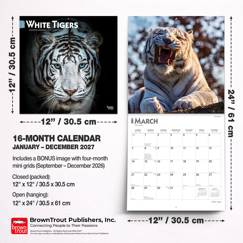 White Tigers | 2027 12 x 24 Inch (Hanging) Monthly Square Wall Calendar