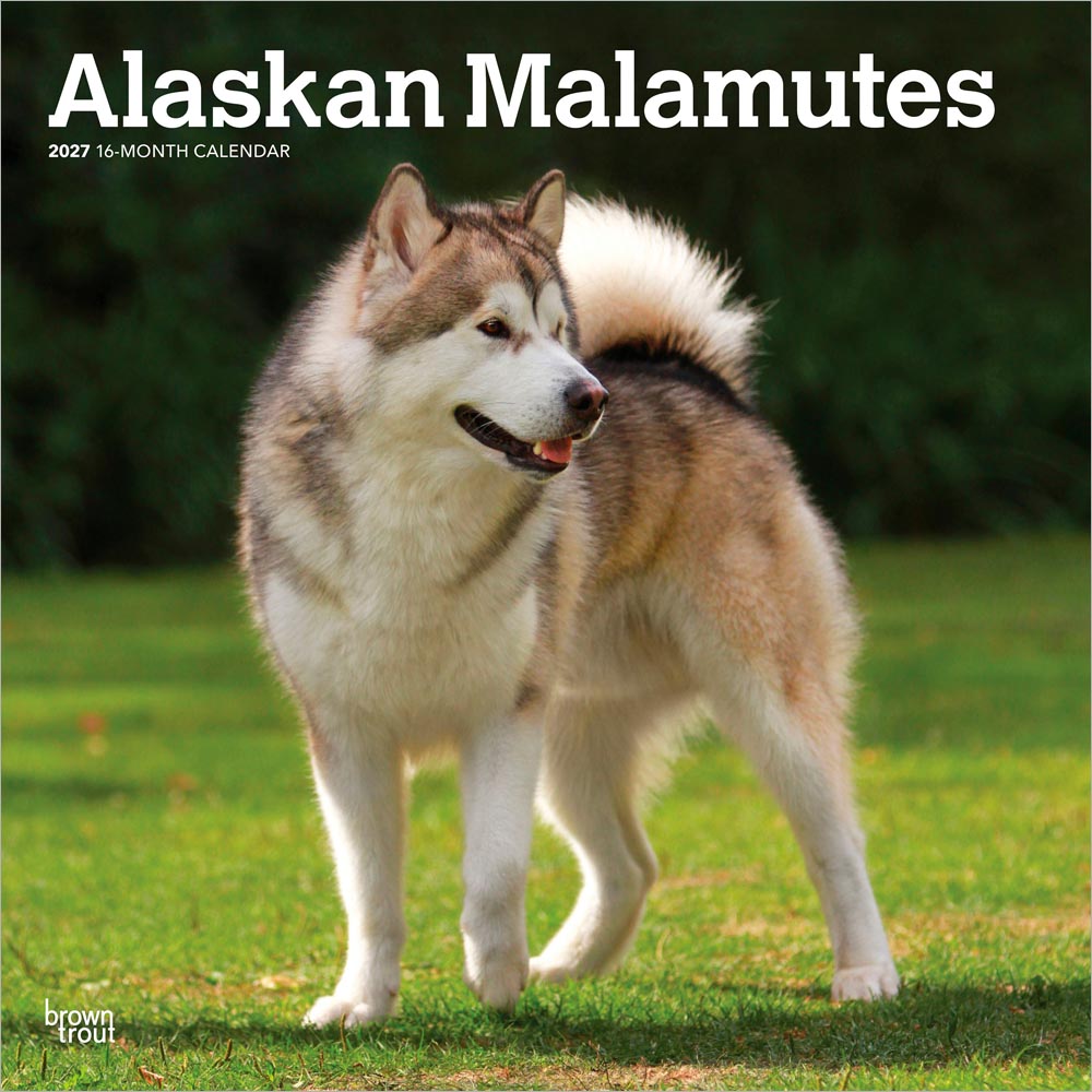 Alaskan Malamutes | 2027 12 x 24 Inch (Hanging) Monthly Square Wall Calendar