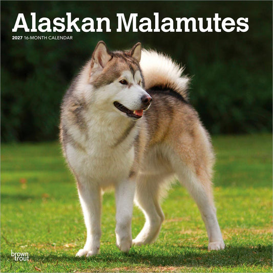 Alaskan Malamutes | 2027 12 x 24 Inch (Hanging) Monthly Square Wall Calendar