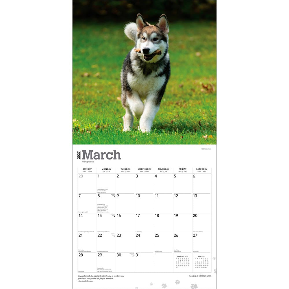Alaskan Malamutes | 2027 12 x 24 Inch (Hanging) Monthly Square Wall Calendar