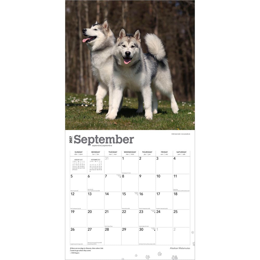 Alaskan Malamutes | 2027 12 x 24 Inch (Hanging) Monthly Square Wall Calendar