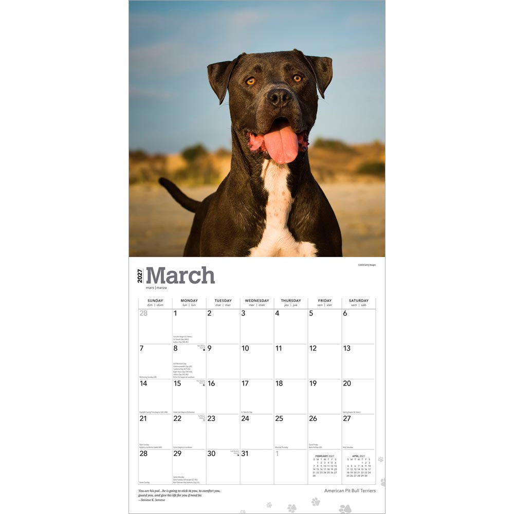 American Pit Bull Terriers | 2027 12 x 24 Inch (Hanging) Monthly Square Wall Calendar