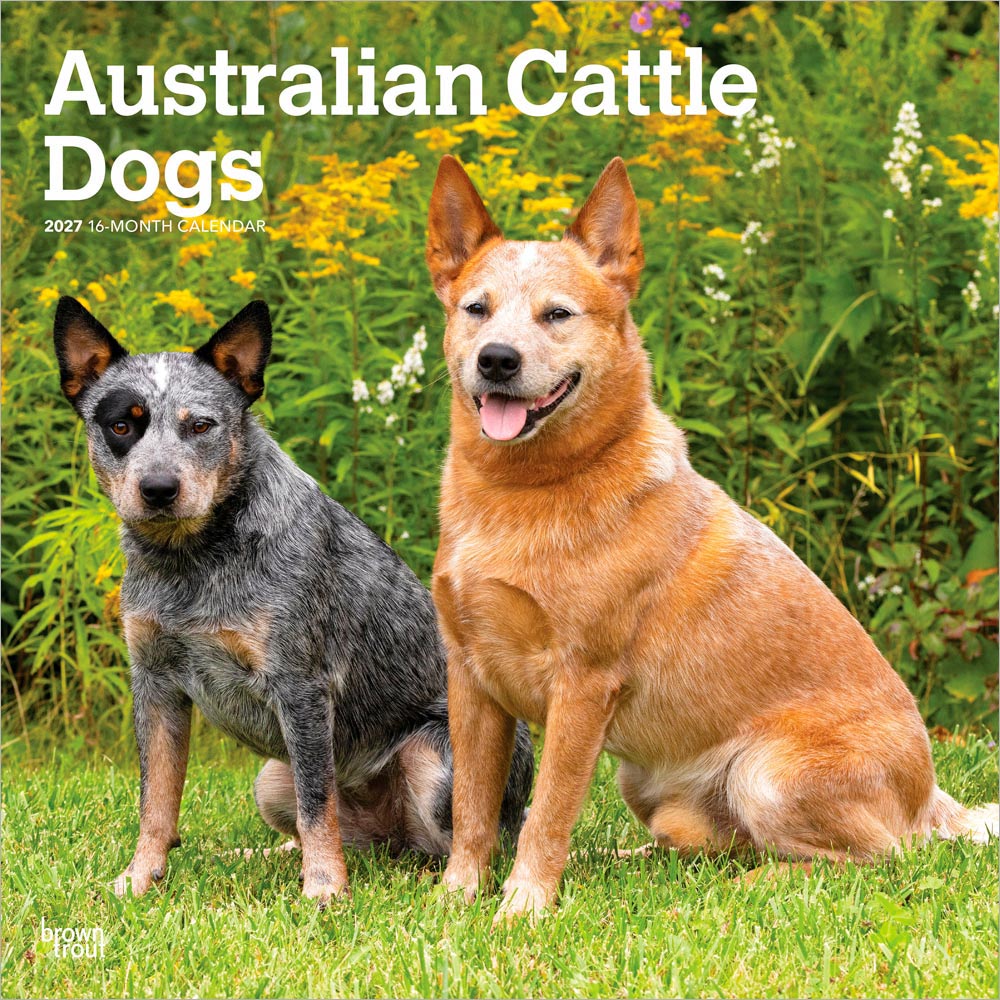 Australian Cattle Dogs | 2027 12 x 24 Inch (Hanging) Monthly Square Wall Calendar