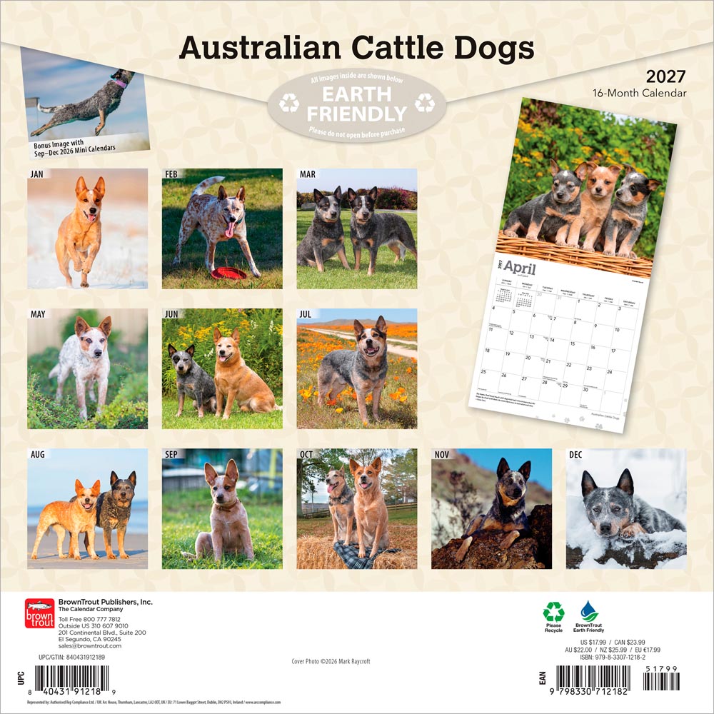 Australian Cattle Dogs | 2027 12 x 24 Inch (Hanging) Monthly Square Wall Calendar