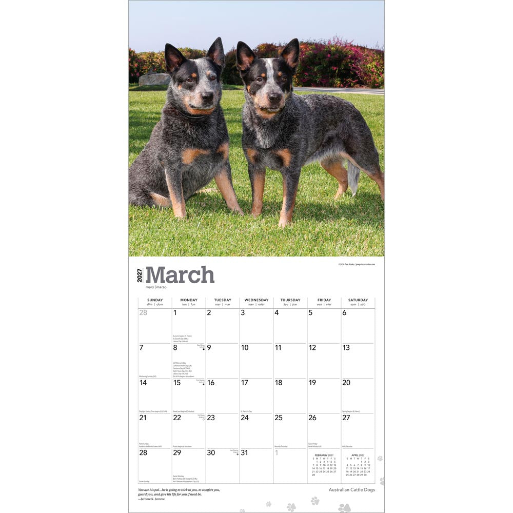 Australian Cattle Dogs | 2027 12 x 24 Inch (Hanging) Monthly Square Wall Calendar