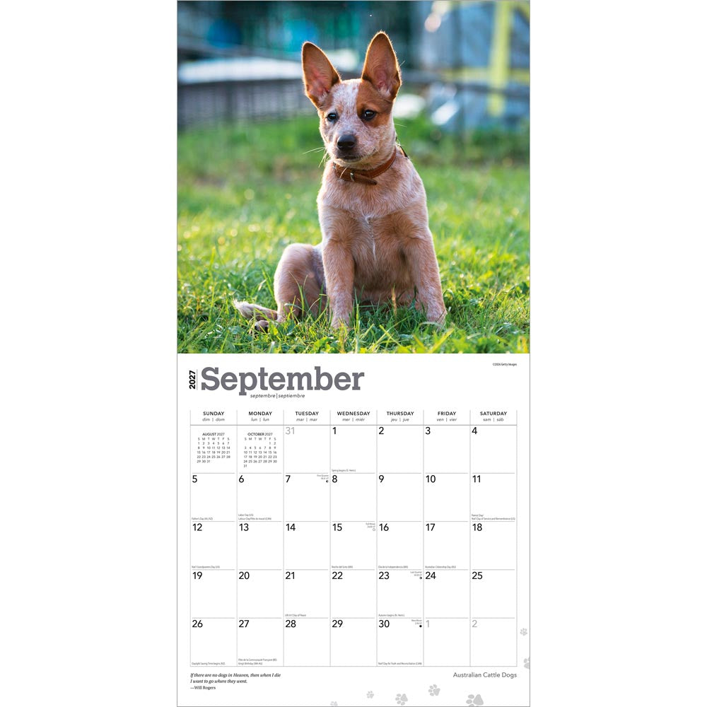 Australian Cattle Dogs | 2027 12 x 24 Inch (Hanging) Monthly Square Wall Calendar