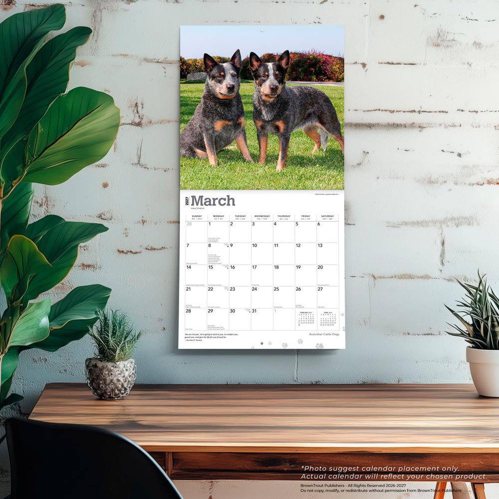 Australian Cattle Dogs | 2027 12 x 24 Inch (Hanging) Monthly Square Wall Calendar