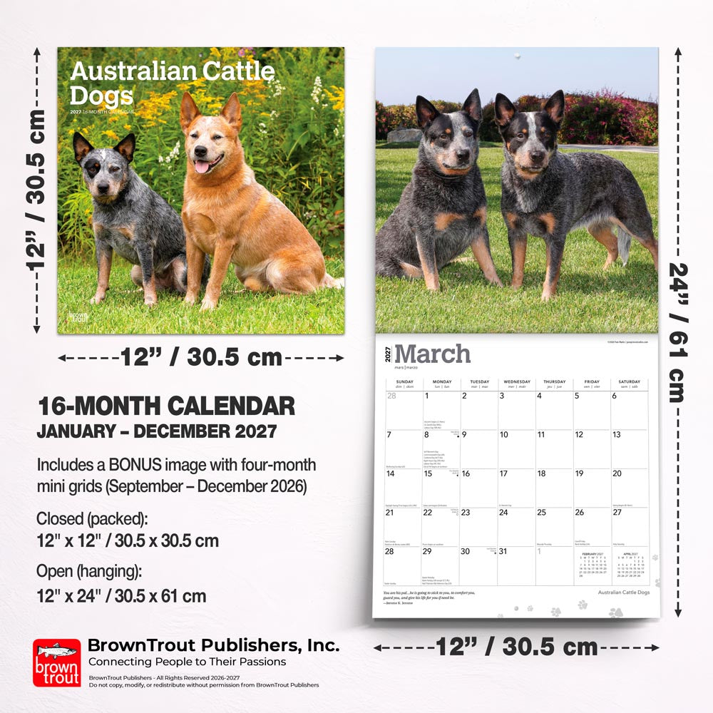 Australian Cattle Dogs | 2027 12 x 24 Inch (Hanging) Monthly Square Wall Calendar