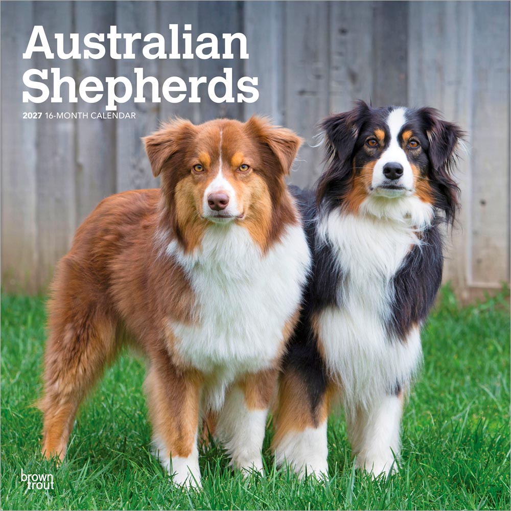 Australian Shepherds | 2027 12 x 24 Inch (Hanging) Monthly Square Wall Calendar