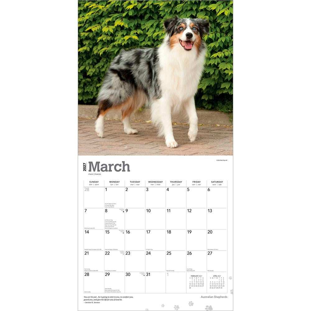 Australian Shepherds | 2027 12 x 24 Inch (Hanging) Monthly Square Wall Calendar