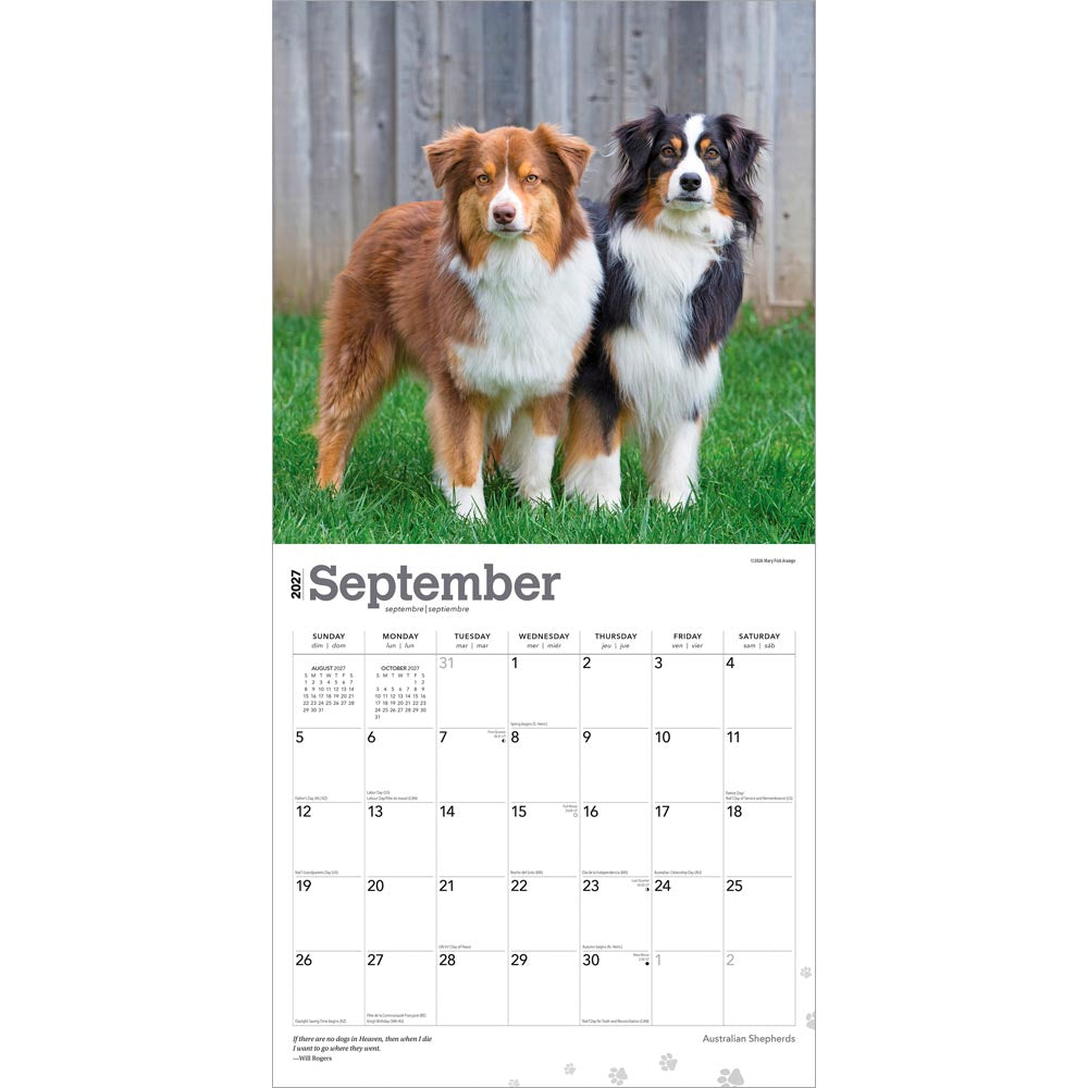 Australian Shepherds | 2027 12 x 24 Inch (Hanging) Monthly Square Wall Calendar