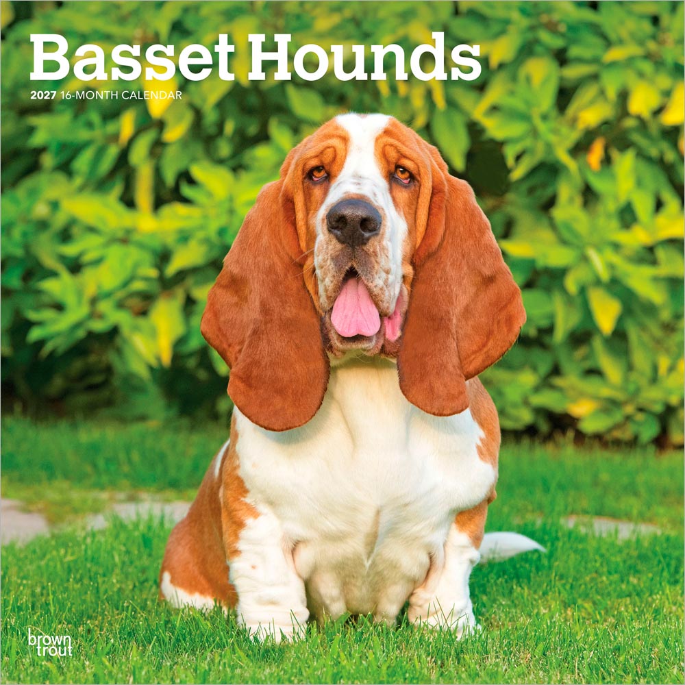Basset Hounds | 2027 12 x 24 Inch (Hanging) Monthly Square Wall Calendar