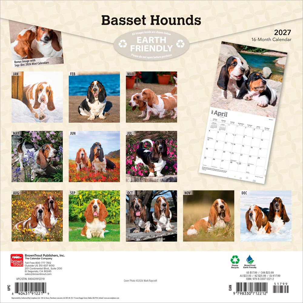 Basset Hounds | 2027 12 x 24 Inch (Hanging) Monthly Square Wall Calendar