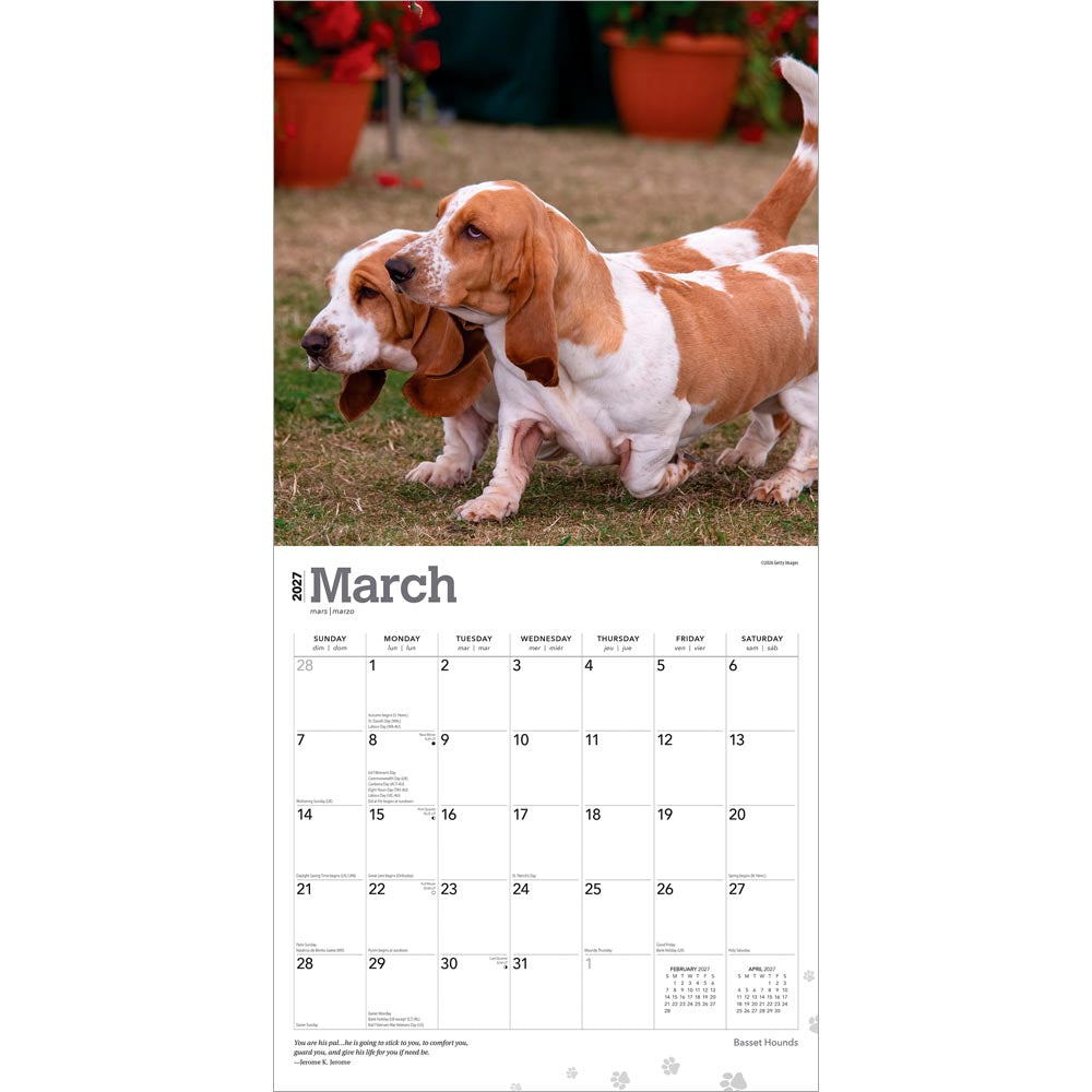 Basset Hounds | 2027 12 x 24 Inch (Hanging) Monthly Square Wall Calendar